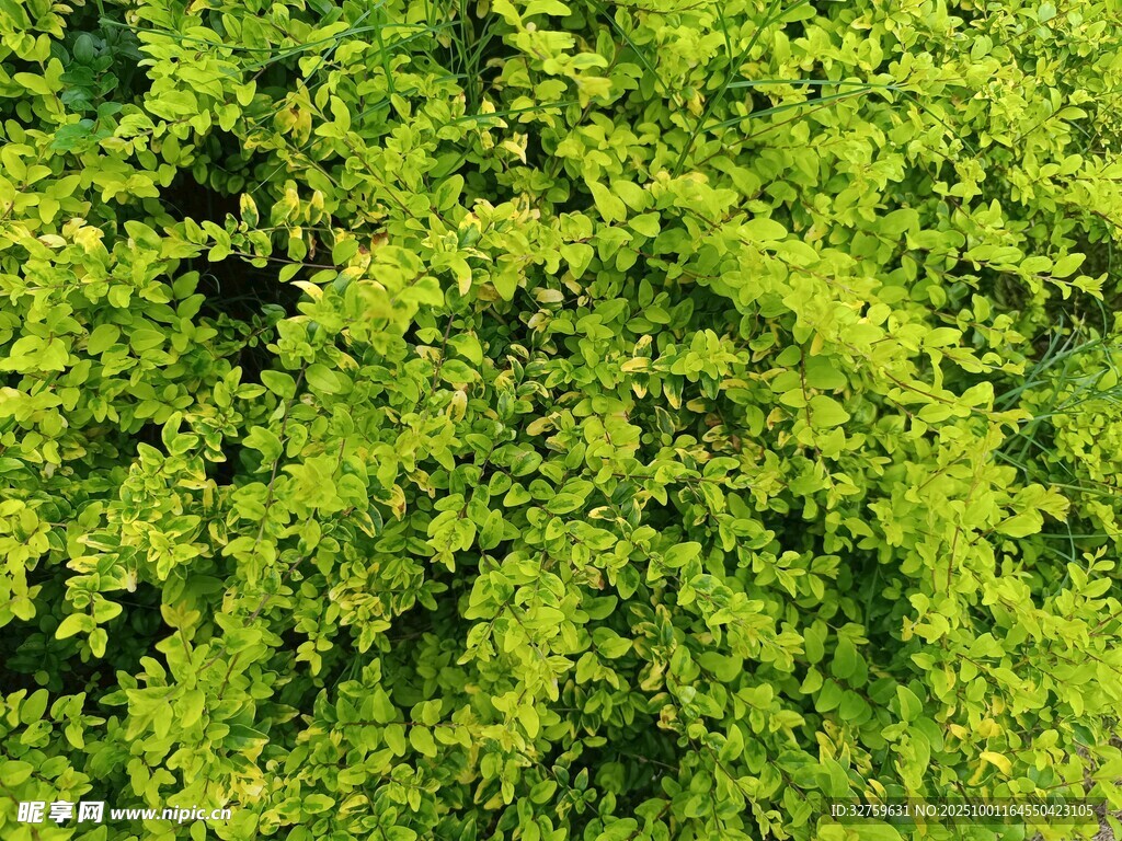 翠绿繁茂的植物叶片