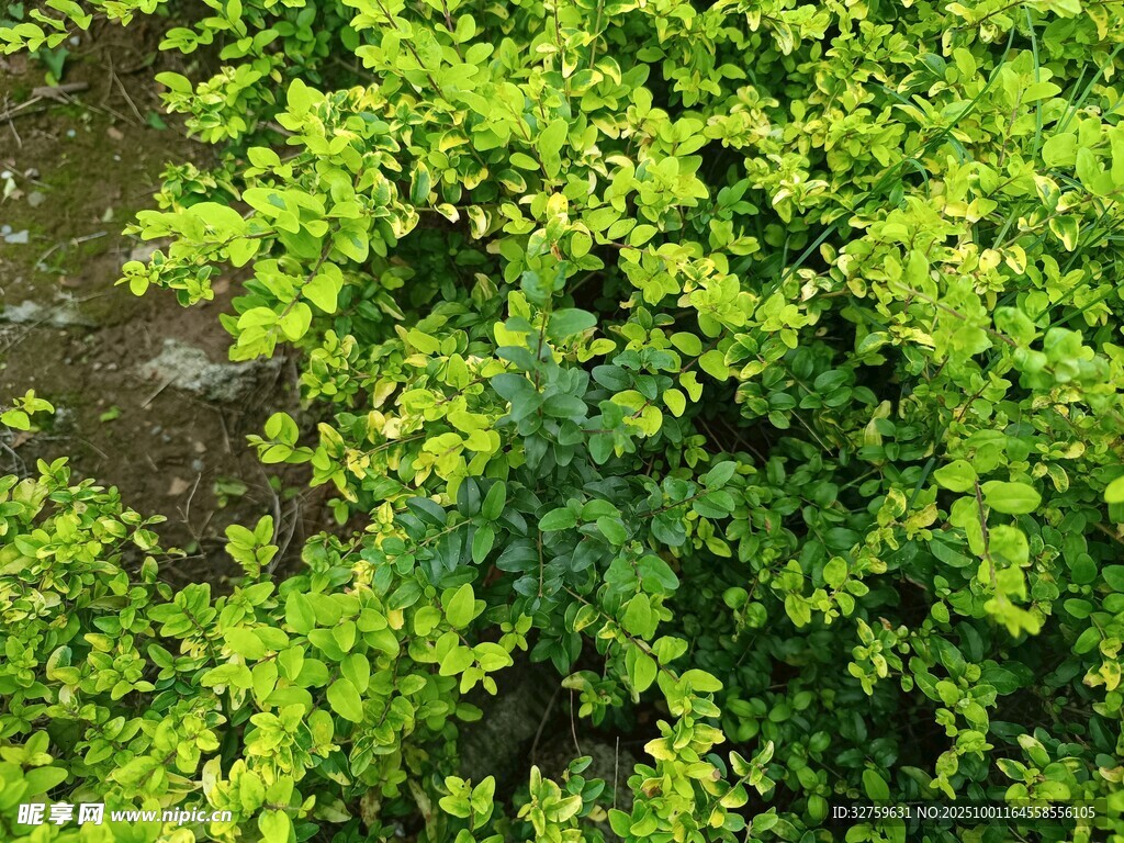 翠绿繁茂的植物景观
