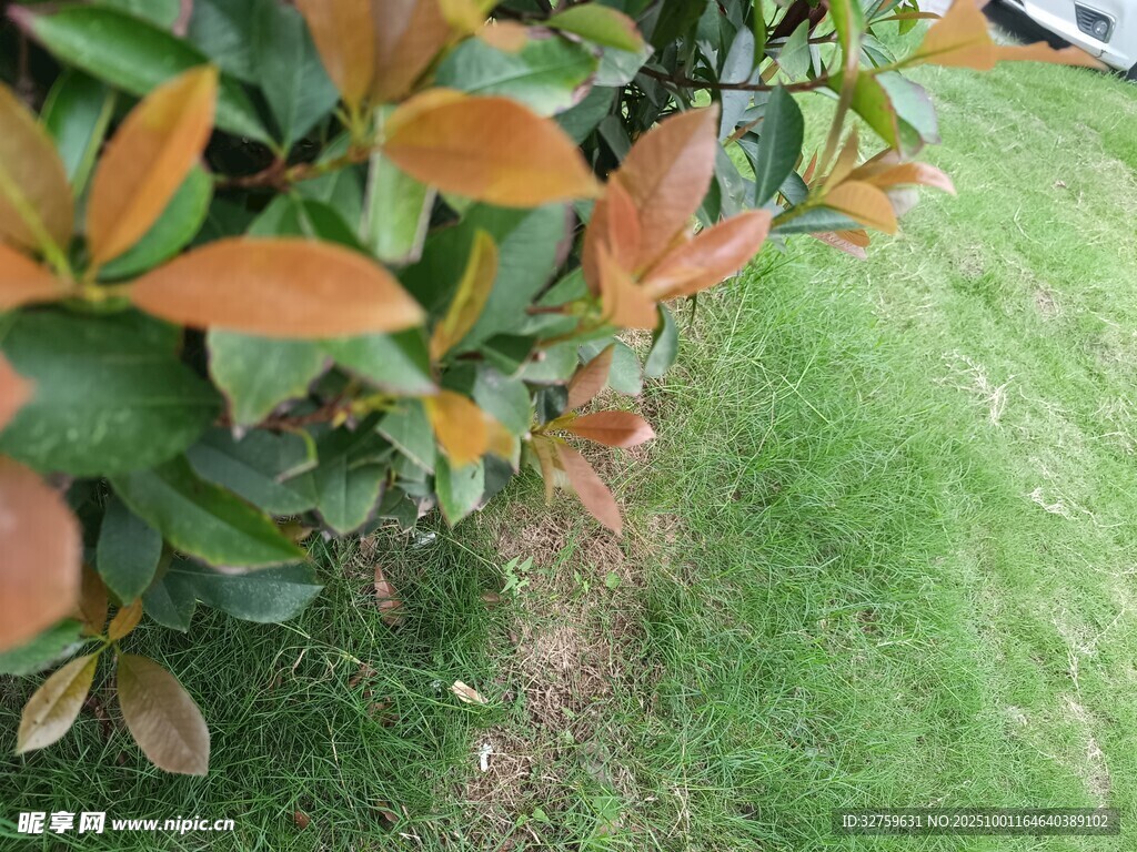 橙绿叶丛与草地景致