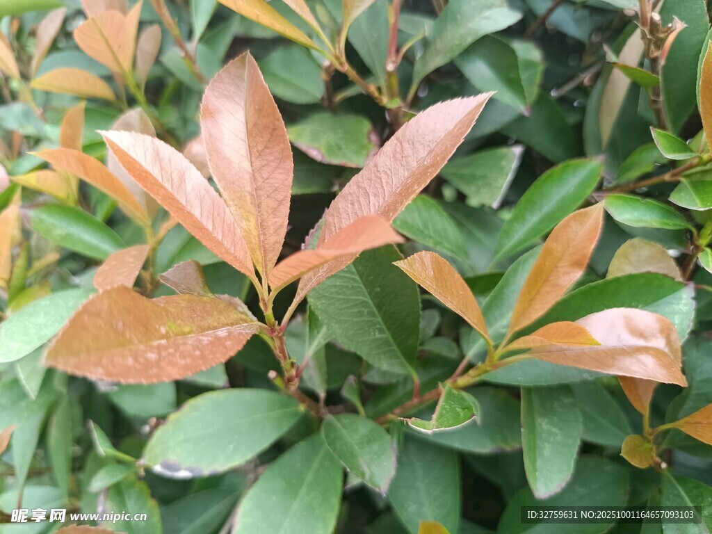 新叶初绽的绿植景观