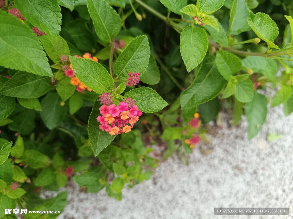 绿叶间的娇艳小红花