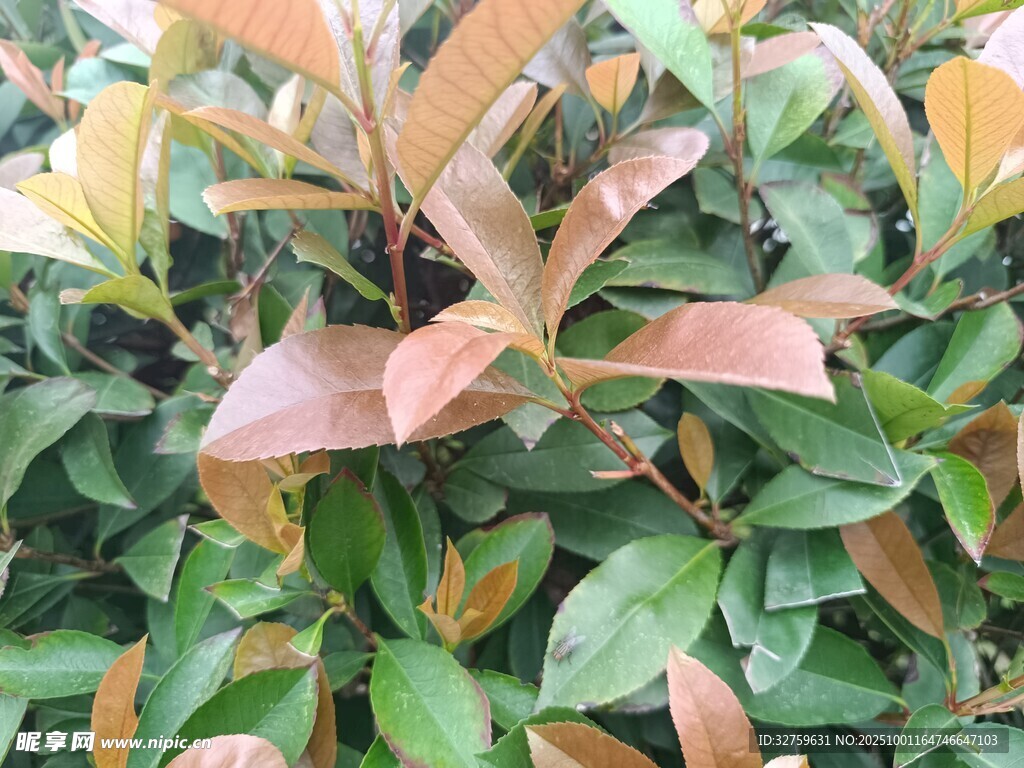 多彩叶片植物特写