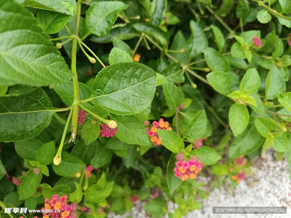 绿叶间的娇艳小红花