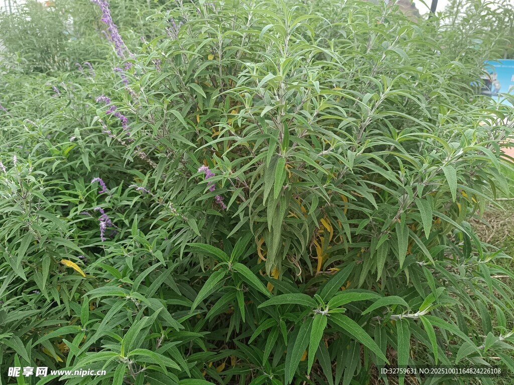 茂密绿植景观