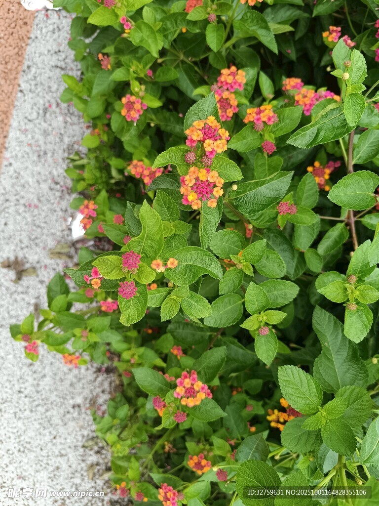 路边绽放的鲜艳小花