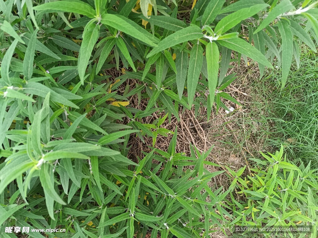 茂密绿植中的生机景象