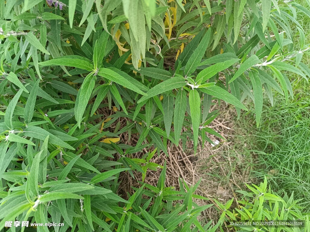 茂密草丛中的绿色植物