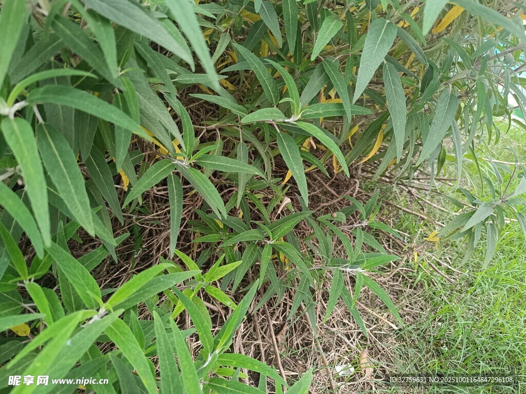 茂密绿植中的生机景象