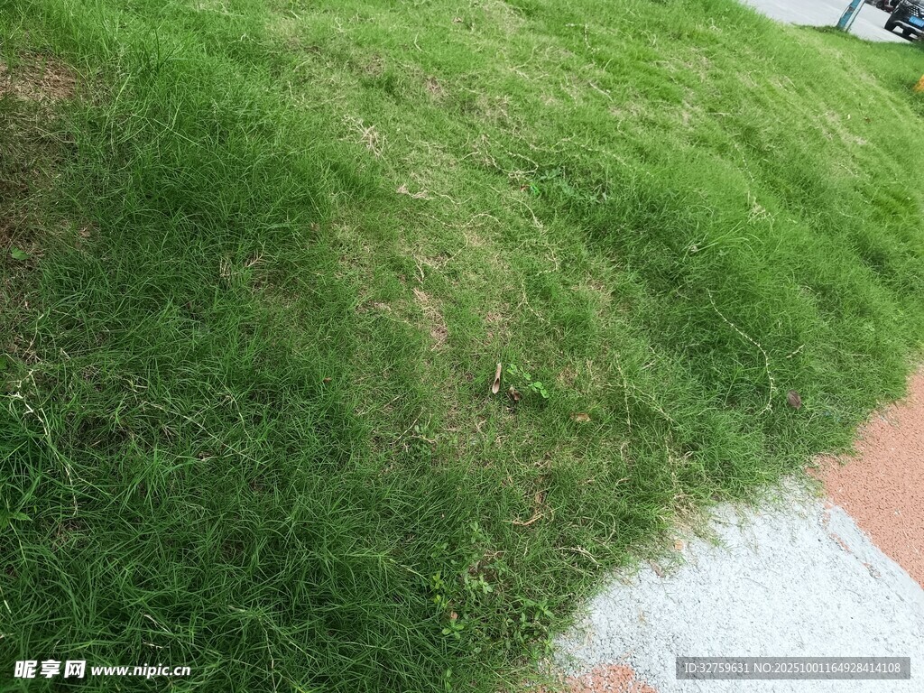 翠绿草坪近景