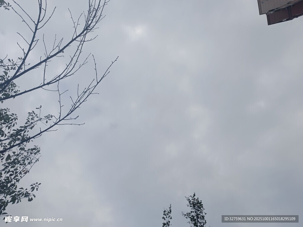 天空下的树梢景象