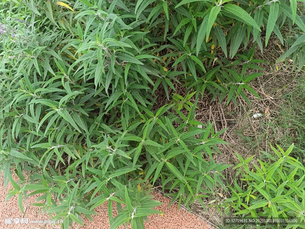 翠绿繁茂的地面植物景观