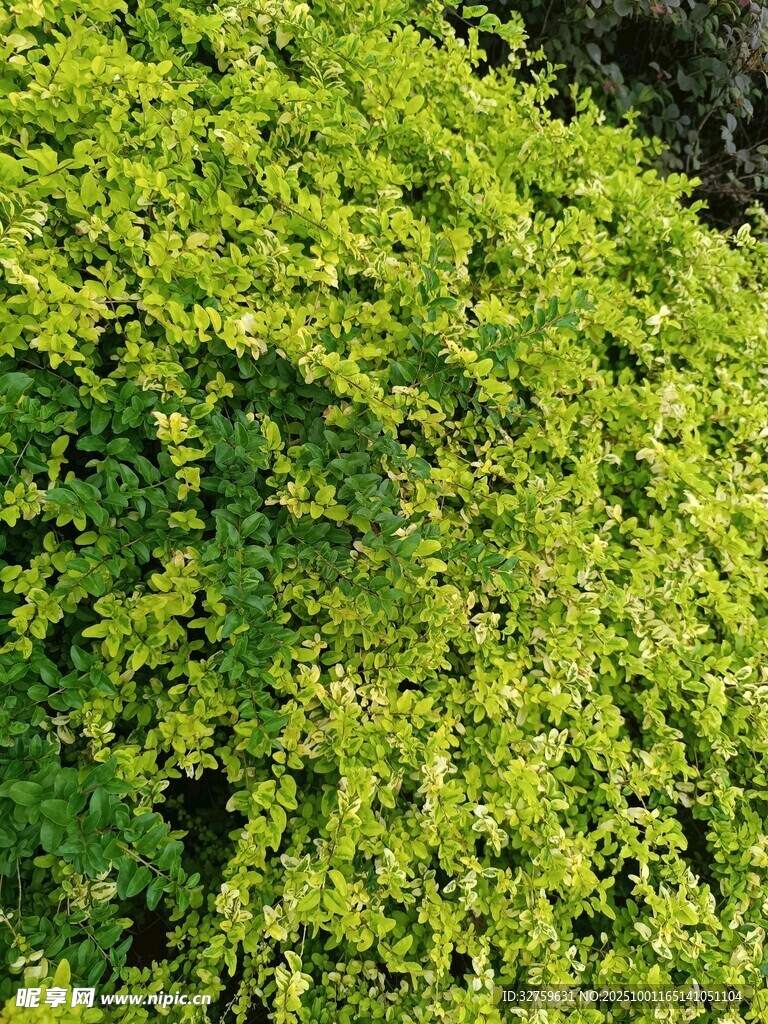 翠绿繁茂的植物枝叶