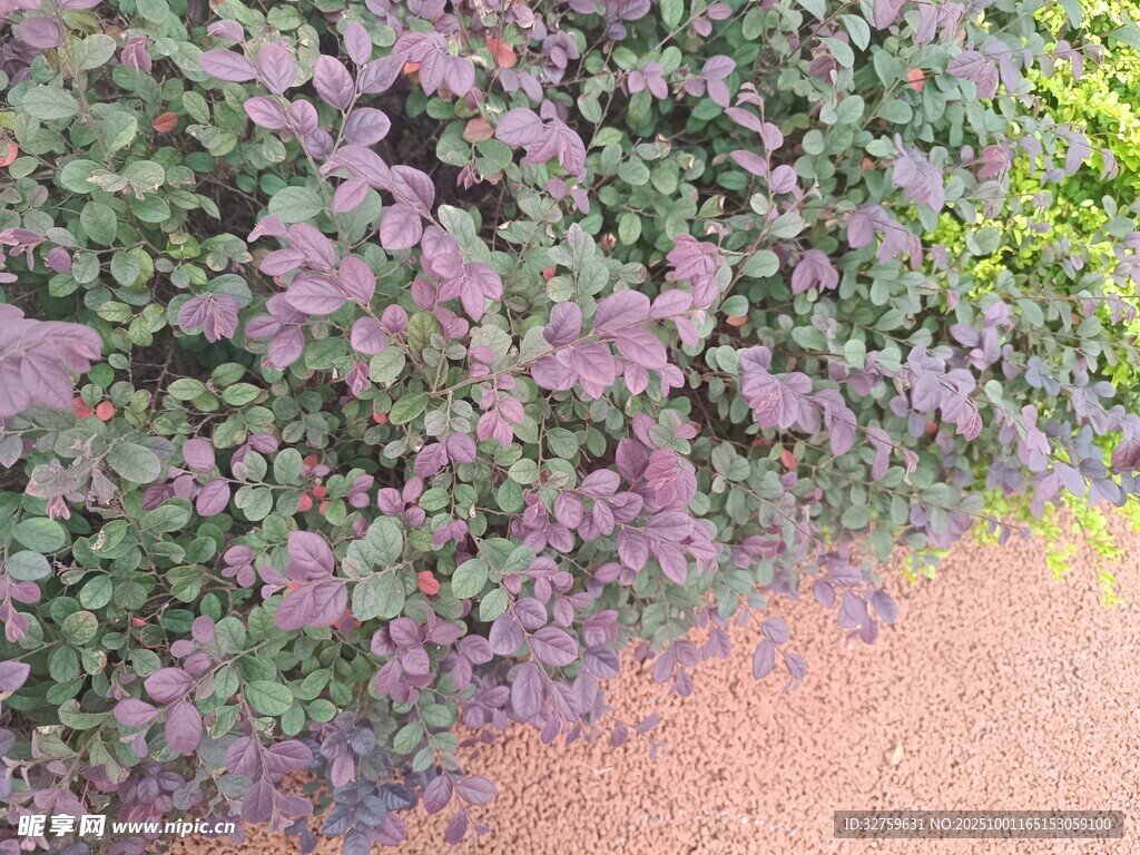 紫色植物旁的红色小径