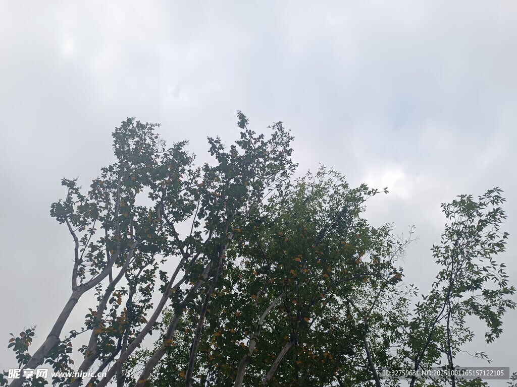 天空下的葱郁树木