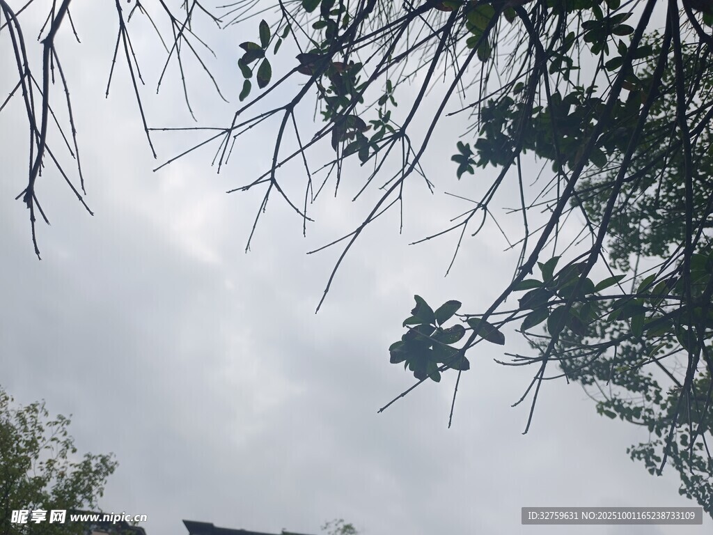 树枝间的天空与枝叶