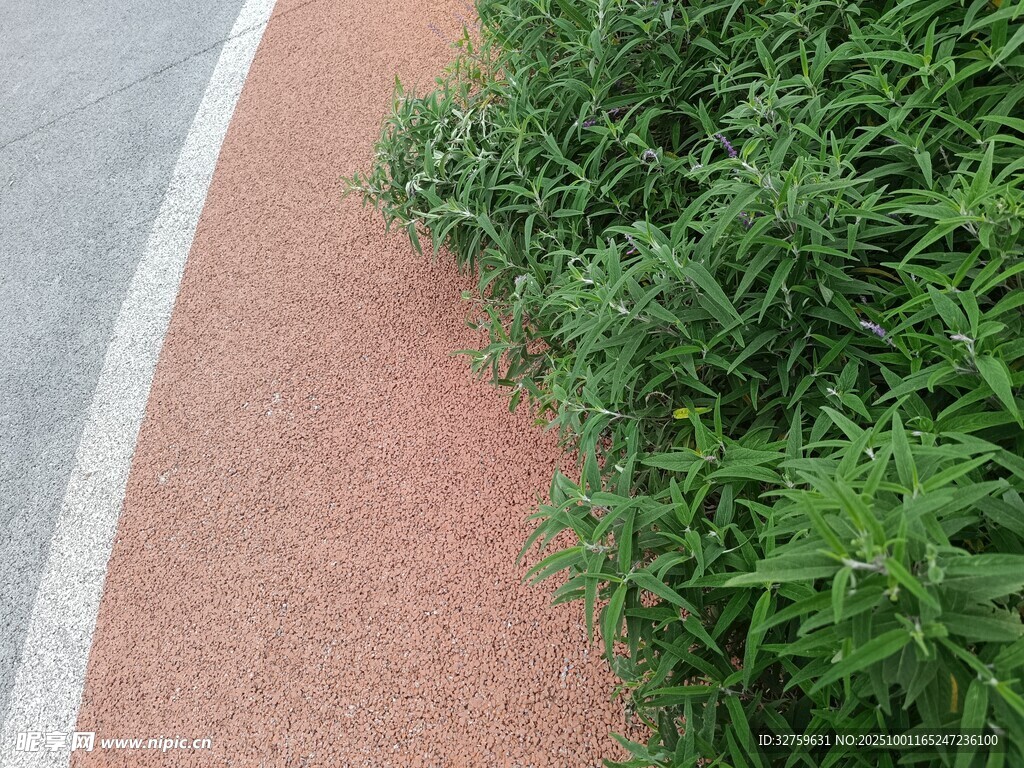 路边绿植景观