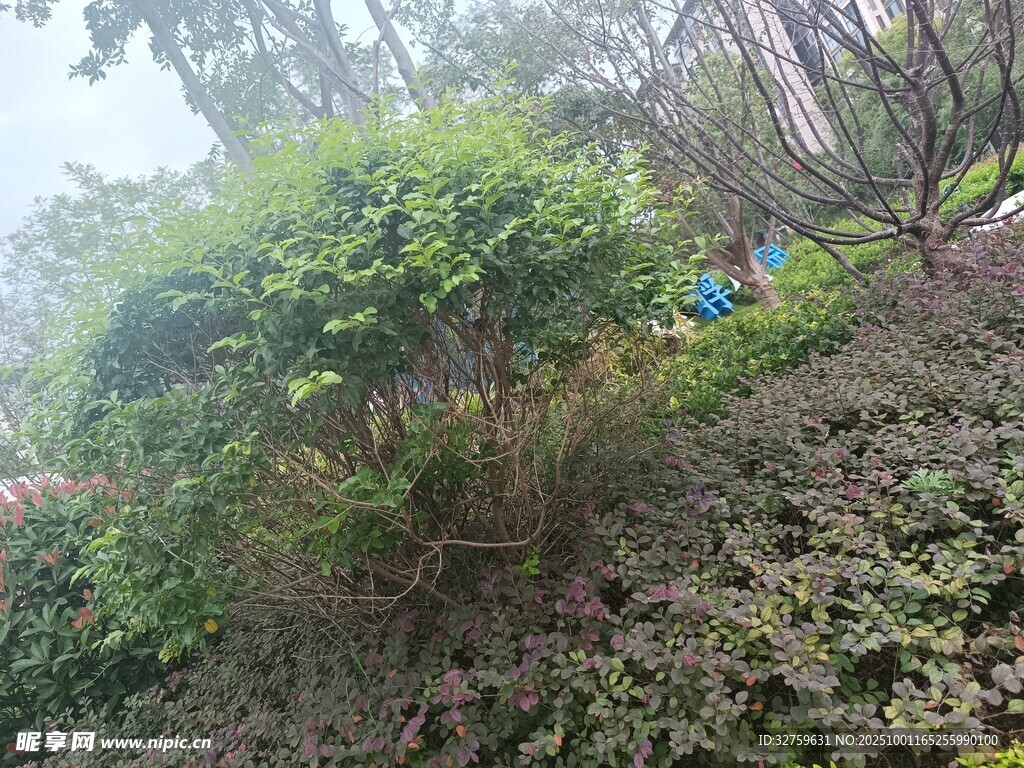 山林间的绿植与人物身影