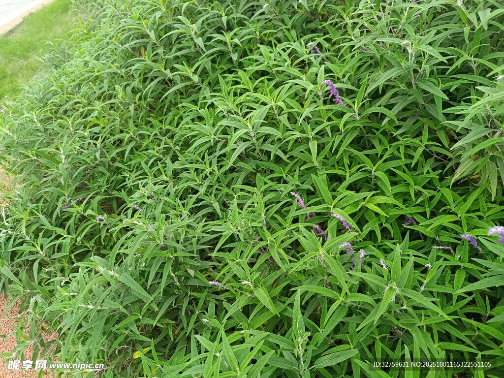 翠绿茂盛的草地景观