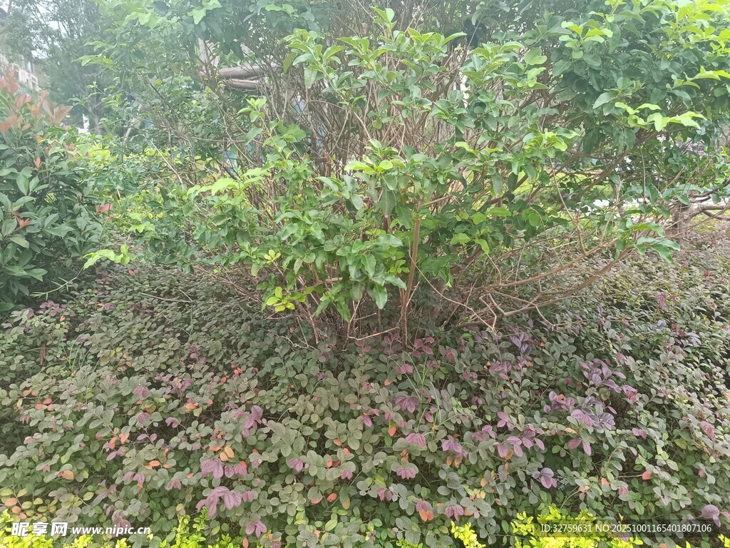 繁茂绿植景观