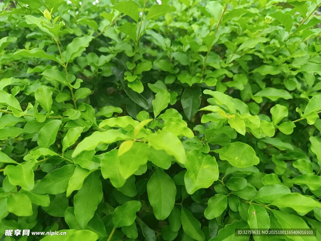 翠绿繁茂的植物叶片