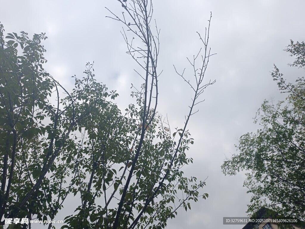 天空下的树木与光秃枝干