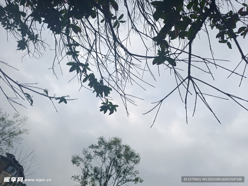 仰视树枝与天空的景致