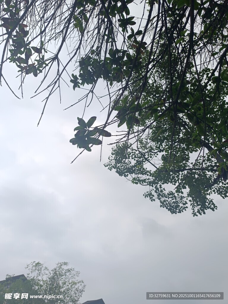 阴天垂柳景色