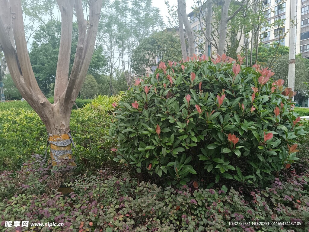 园林绿植景观