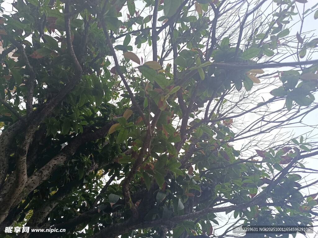 繁茂树冠下的绿意景象