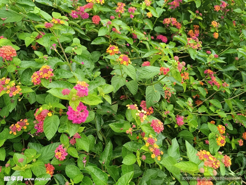 多彩花丛绽放生机