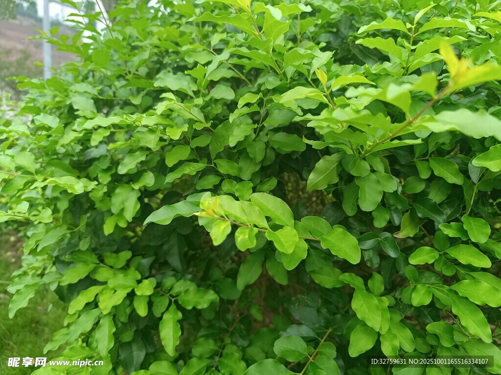 繁茂绿植景观