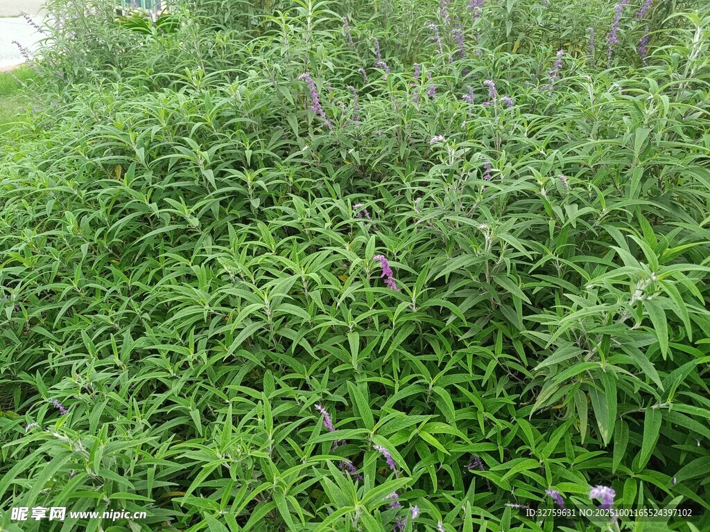 繁茂绿植
