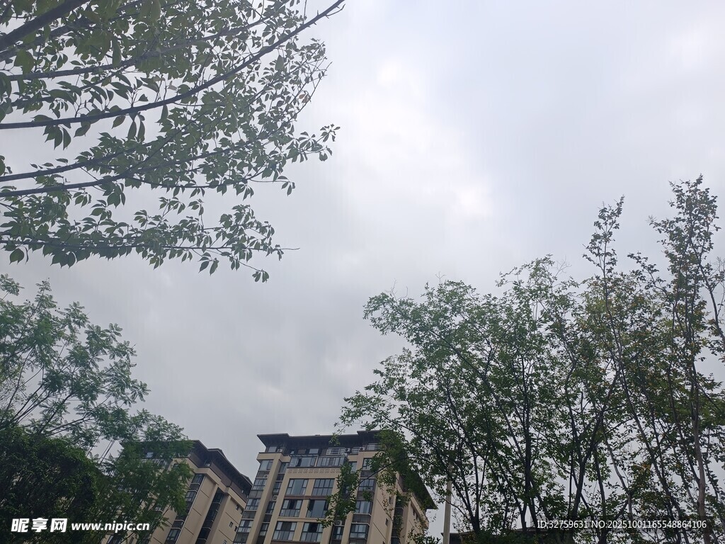 校园建筑与绿树景观