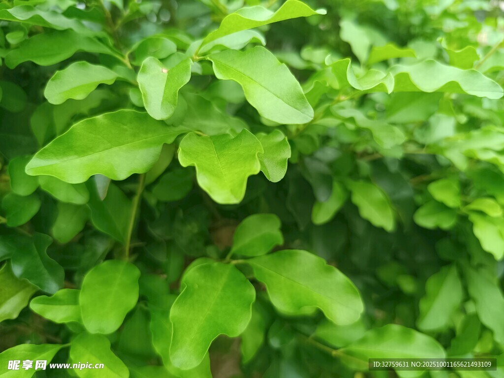 翠绿叶片特写