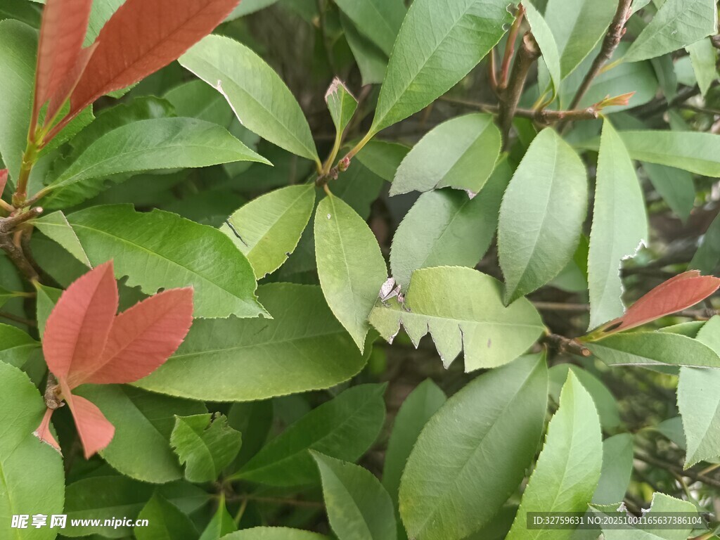 红绿相间的植物叶片