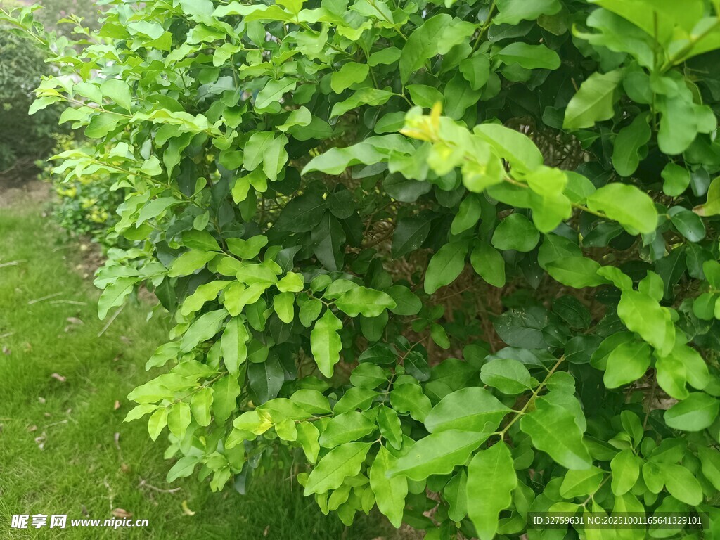 翠绿繁茂的灌木植物