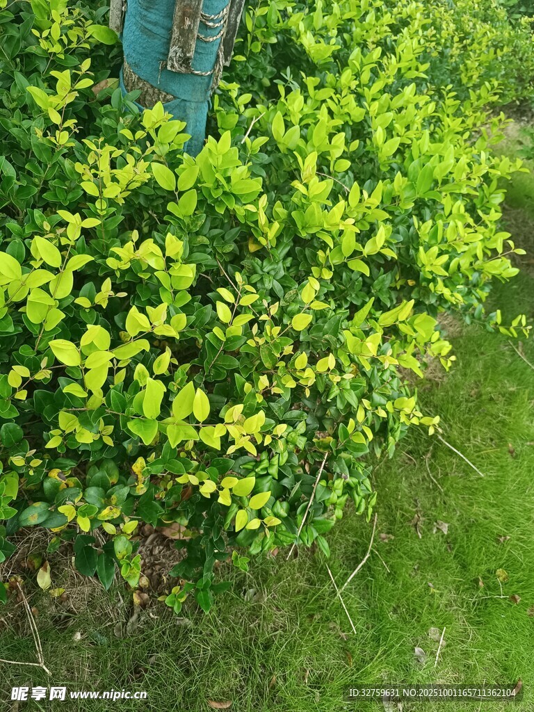 翠绿灌木植物景观