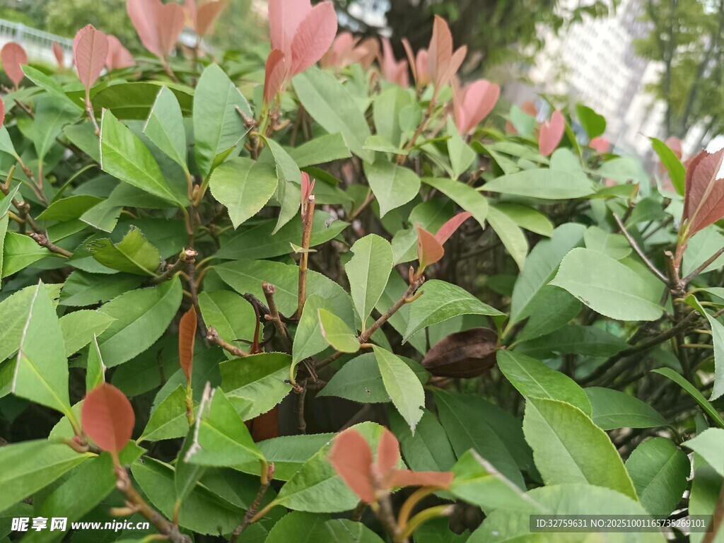 绿叶间的粉嫩新叶