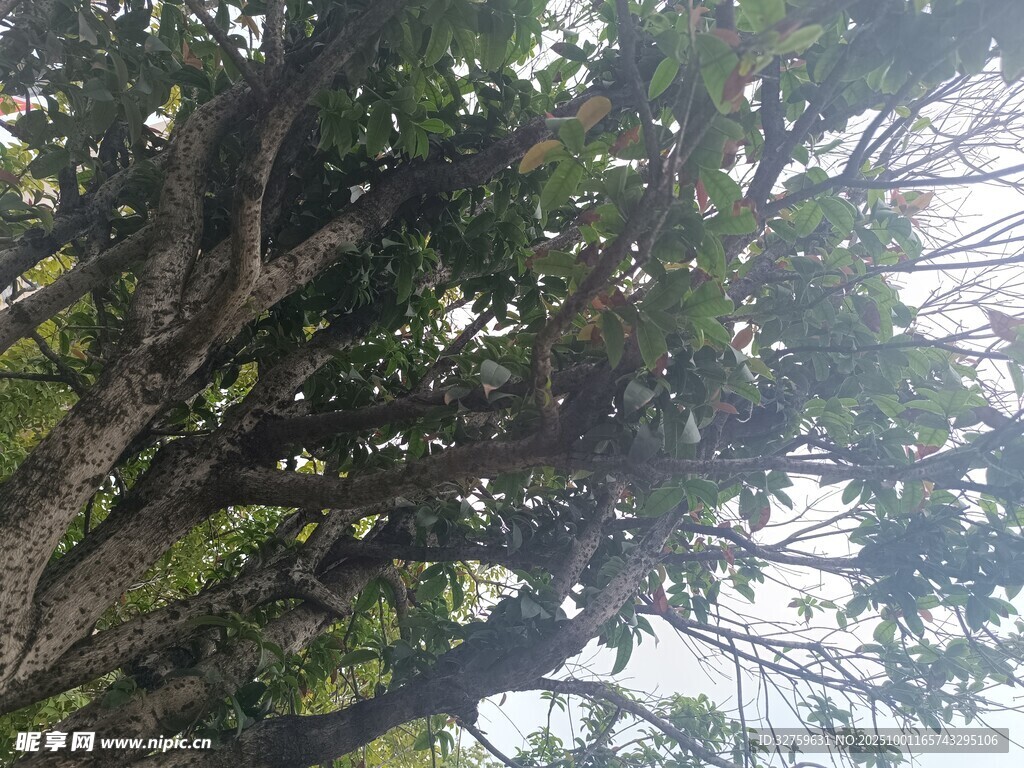 仰视繁茂枝叶的大树