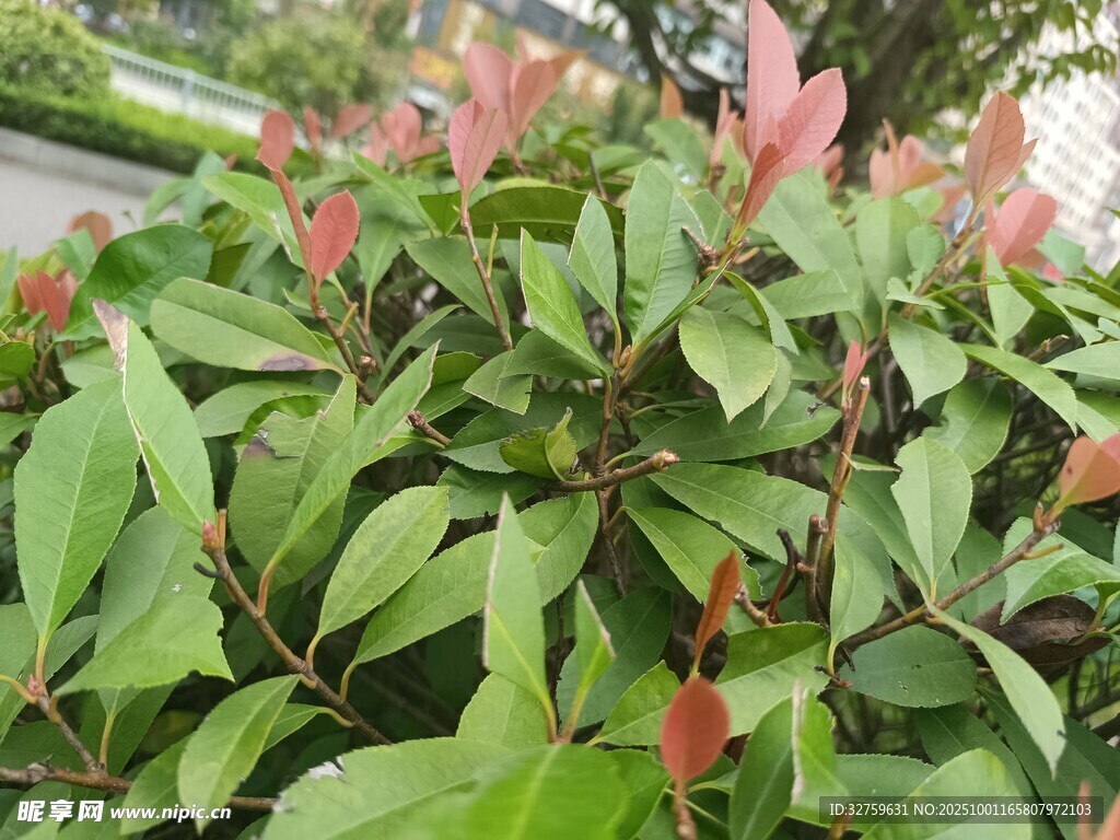 绿叶间的粉嫩花朵