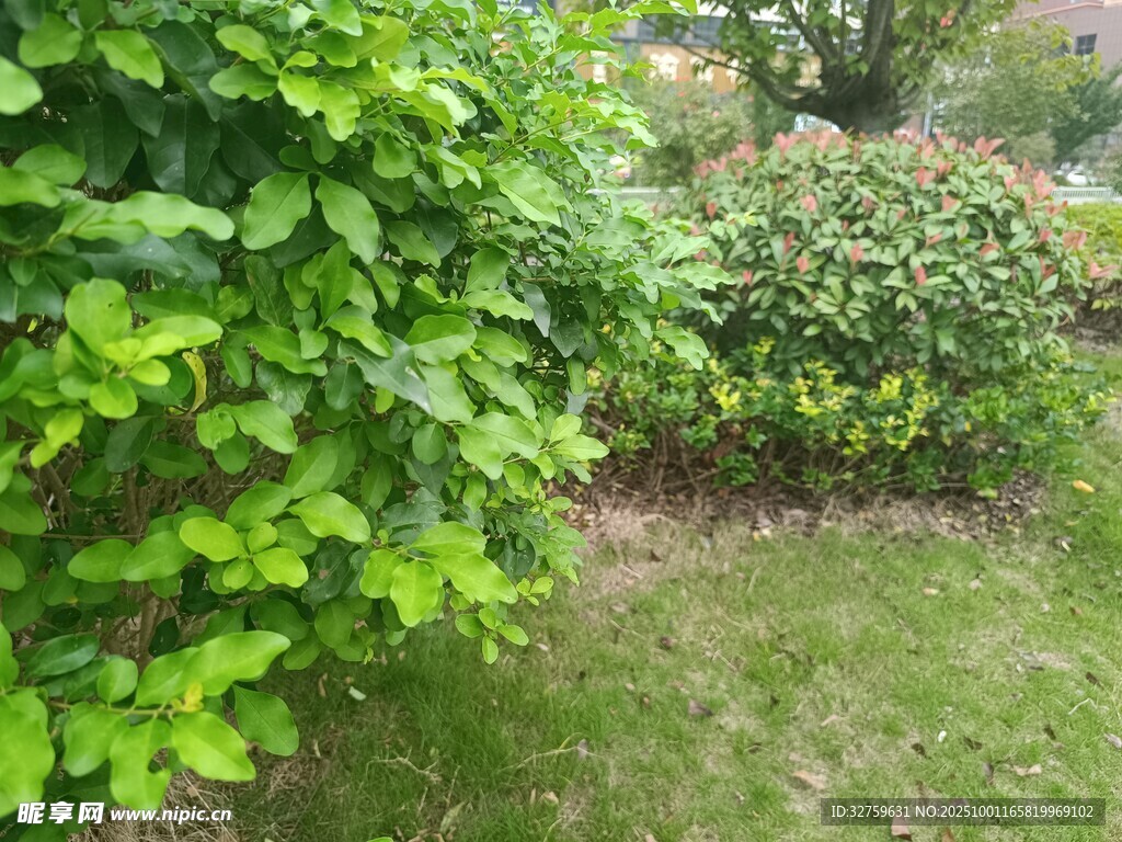 绿意盎然的庭院植物景观