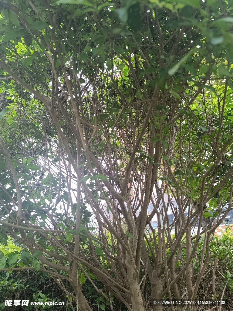 阳光透过繁茂树木