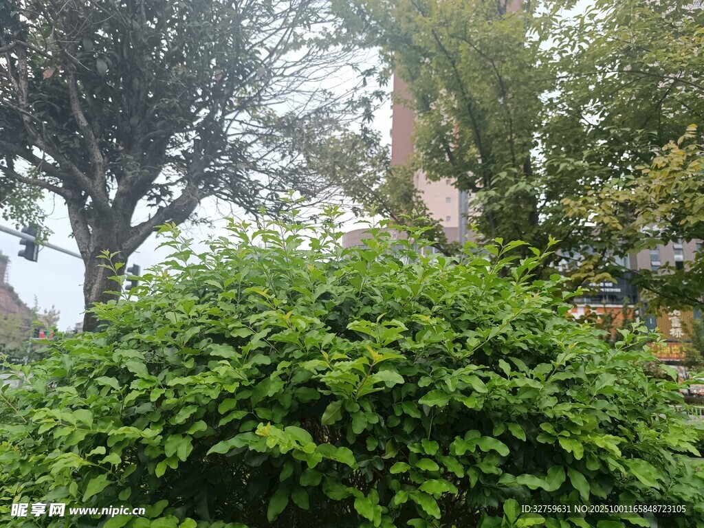 绿意盎然的庭院植物景观