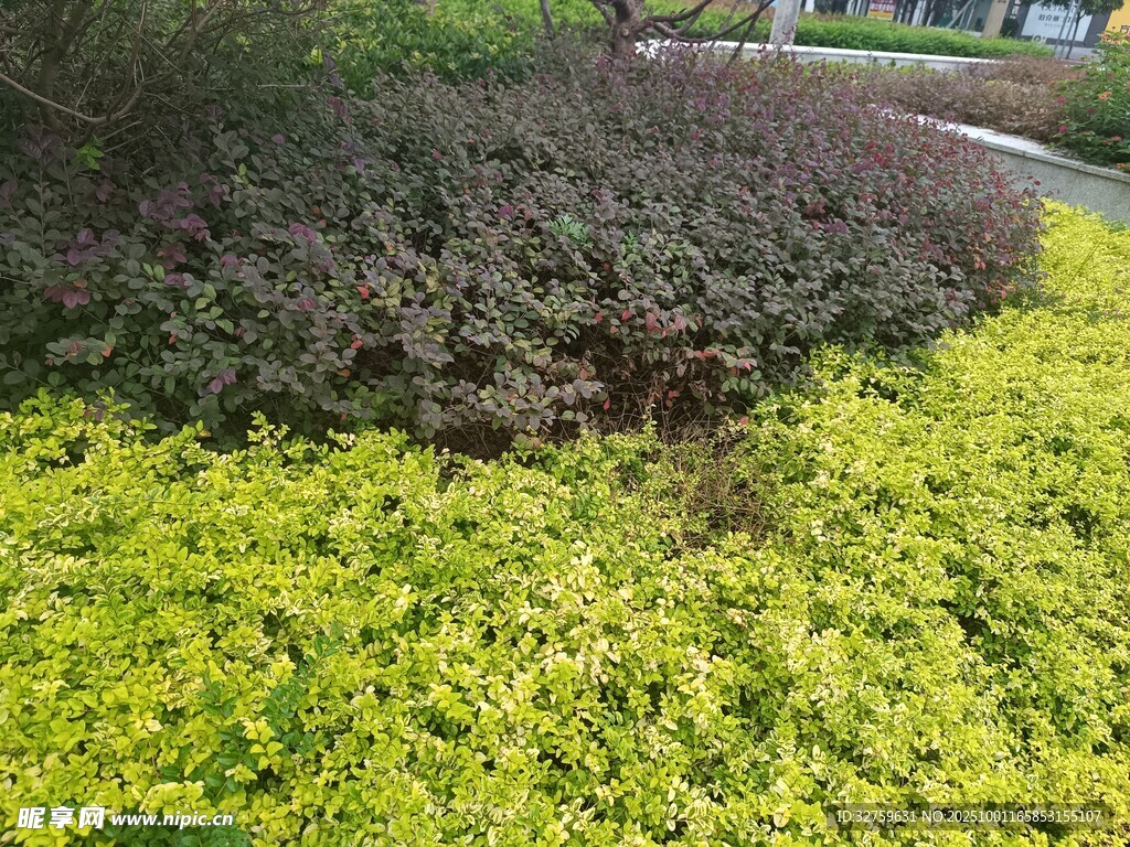 多彩绿植景观