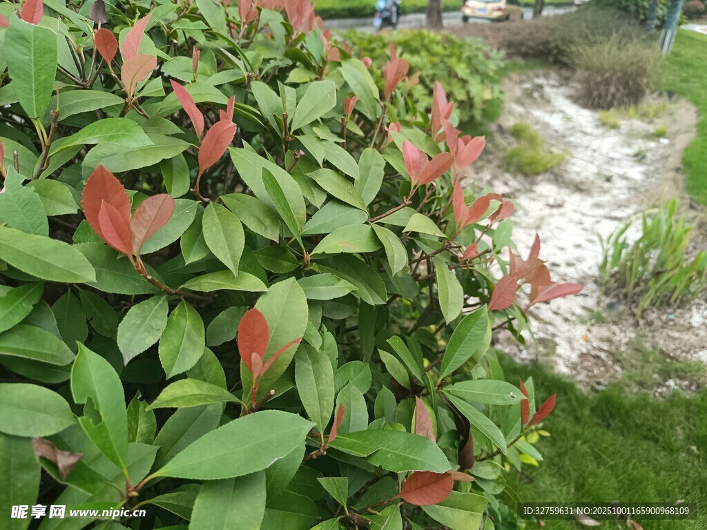 绿叶红边植物景观