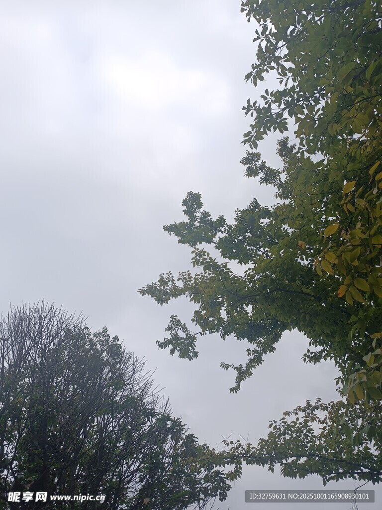 阴天里的树木枝叶景观