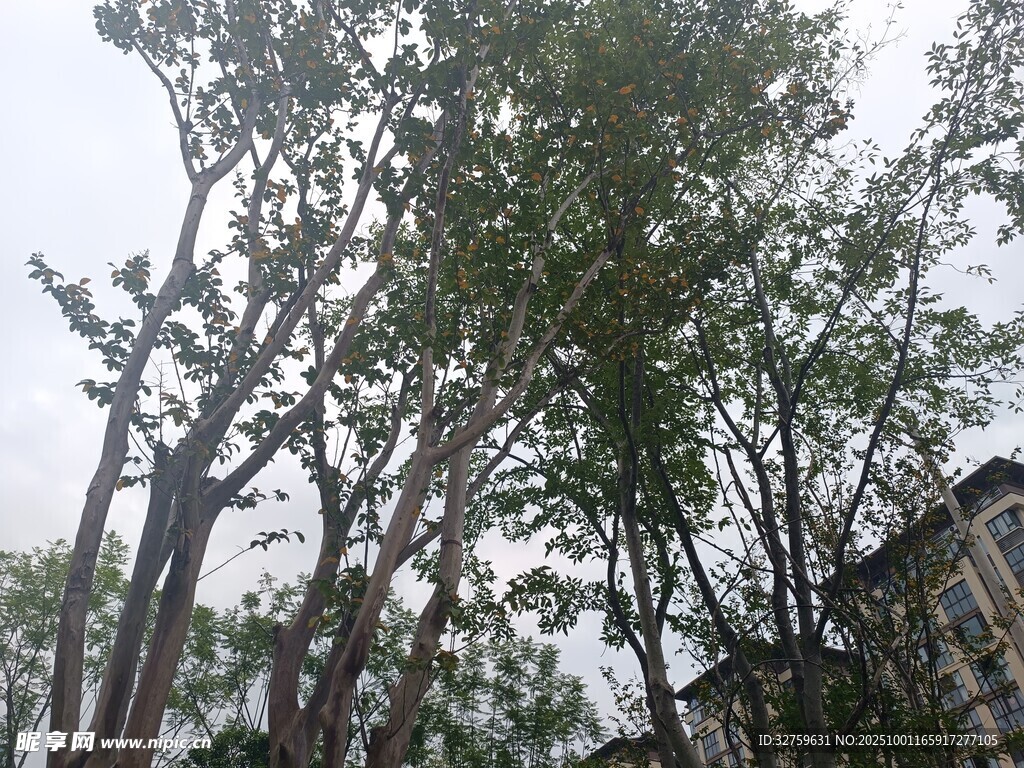 户外挺拔树木景观