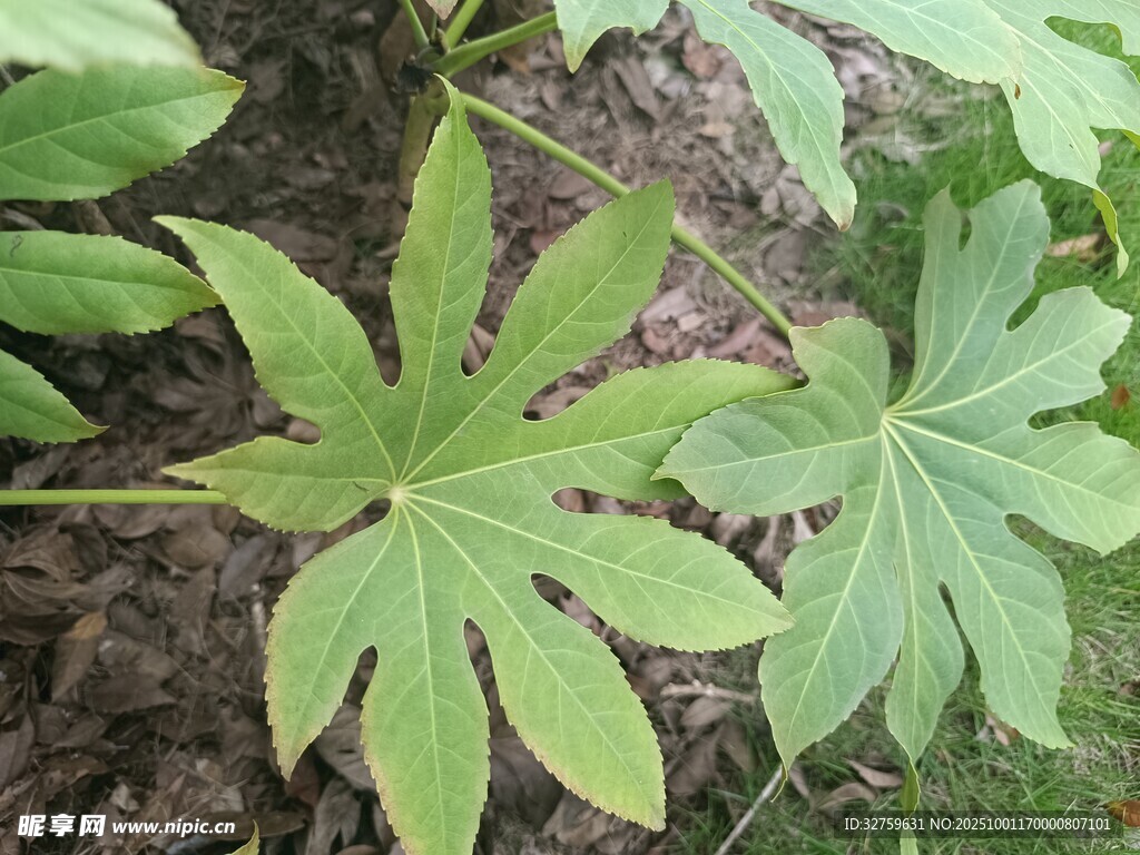 八角金盘植物特写