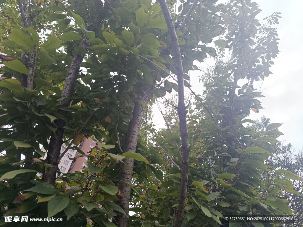 茂密树林中的高大树木