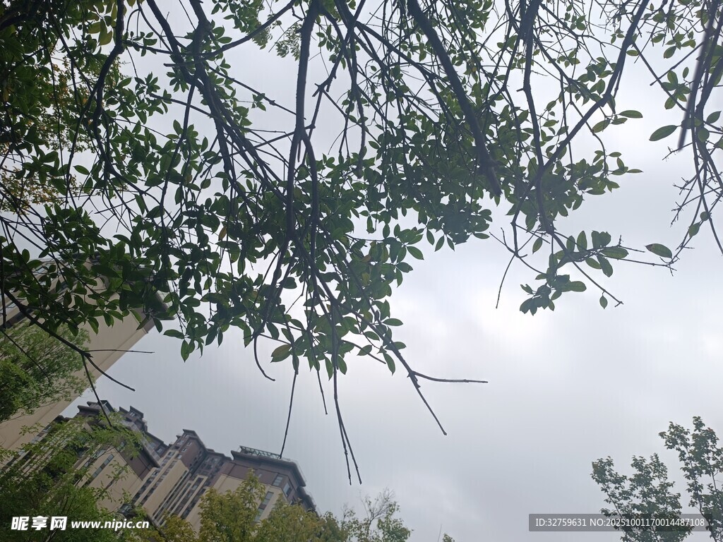 仰视树枝与天空景色